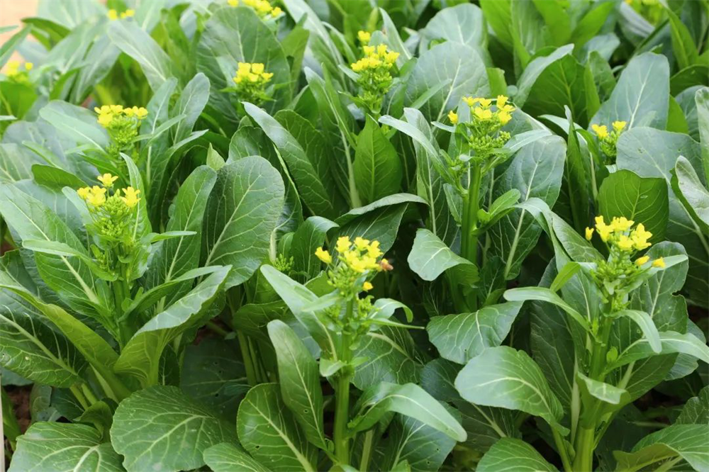 ׯ�к���Ϸ(�й�)�ɷ����޹�˾-����